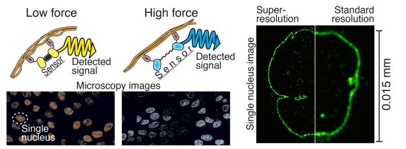 Research team developing a nano-sized force sensor and improving high-precision microscopy technology